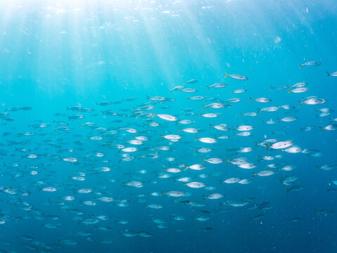 カンパチ, アジ科, Greater Amberjack, Seriola dumerili, キビナゴ, ニシン科, Silver-Stripe Round Herrings, Spratelloides gracilis, 捕食するために狙っている。 他。 ヒリゾ浜南伊豆町中木 静岡県伊豆半島-2025 日本有数のシュノーケリングスポット。 夏の数カ月間だけ渡し船で行ける。 