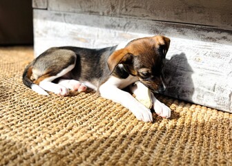 Cute Young Puppy Dog Enjoying Chew Treat Warm Sunlight Rustic White Wood Interior