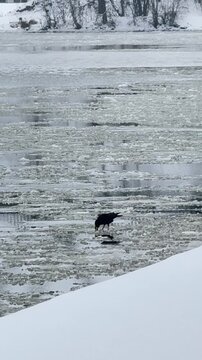 Rabenkr&auml;he (Corvus corone) auf Eisschollen wird von Artgenossen vertrieben, Eine Rabenkr&auml;he (Corvus corone) steht auf treibenden Eisschollen auf dem Wasser. Ein weiterer Artgenosse n&auml;hert sich.