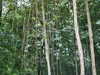 Fototapeta premium Mangrove trees are part of a coastal marine ecosystem.