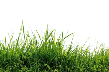 Bright Green Grass Blades Close Up With Soft Light Against Dark Background closeup nature, Isolated On Transparent Background, Png Cut Out