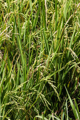 Lush Green Rice Paddy Texture Background with Ripening Grains in Sunlit Agricultural Field