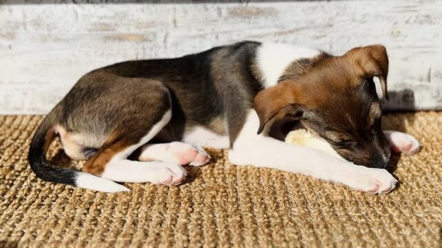 Cute Tricolor Puppy Actively Chewing Bone Treat Warm Sunlight Rustic Interior Video Footage