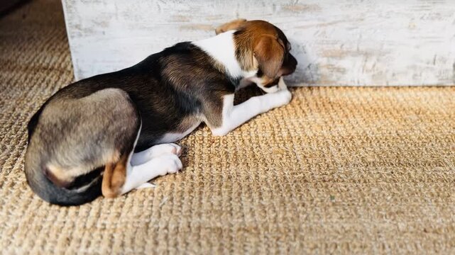 Cute Tricolor Puppy Actively Chewing Bone Treat Warm Sunlight Rustic Interior Video Footage