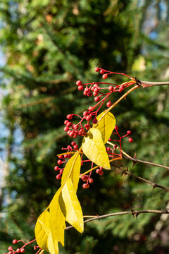 Bright green leaves and clusters of small red berries Prickly ash (Zanthoxylum americanum), or northern prickly-ash, suterberry, Sichuan pepper vividly against  blue sky. Nature concept for design