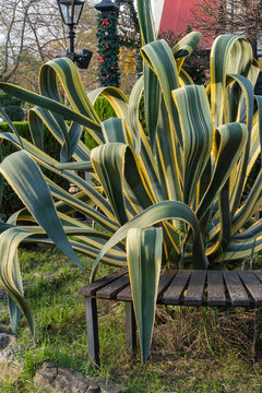 American agave (Agave americana) striped &mdash; species of Agave genus, Agave subfamily, Asparagus family with long, arching, green and yellow striped leave, growing next to wooden bench in park.