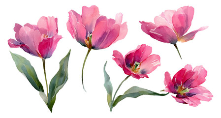 Pink tulip set in watercolor style, spring flower collection for design. Floral bouquet elements, vintage botanical illustration with seamless pattern, garden art for birthday greeting cards. © Narin