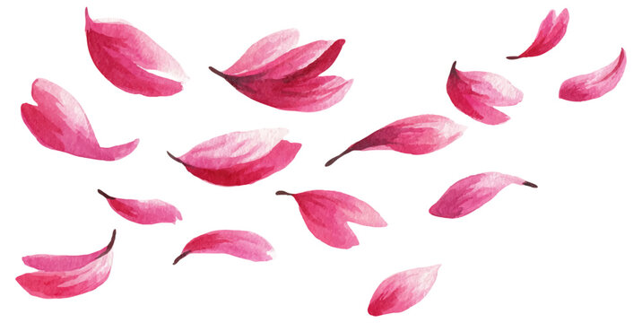 Watercolor pink petals flying in spring air, delicate floral pattern with cherry blossoms and sakura flowers creating romantic atmosphere for wedding templates and designs. Vector illustration.