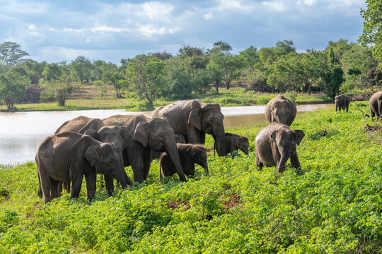 Herd of Asian elephants grazing by pond in Udawalawe National Park Sri Lanka