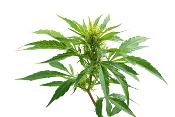 Naklejka premium Close Up Green Plant Bud With Large Serated Leaves On Black Background serrated, Isolated On Transparent Background, Png Cut Out