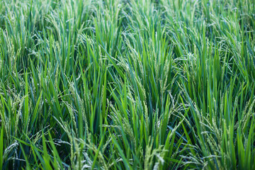 Obraz premium Paddy Rice Plants Growing in Sawah Agricultural Field with Ripening Grain Ears and Small Sparrow Bird for Sustainable Organic Food Production and Rural Farming Concept