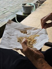 Obraz premium Close up of elderly hands sorting weaver ant larvae or kroto for bird food. 