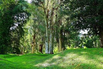 Obraz premium Shekvetili dendrological park, Georgia
