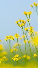 Obraz premium Vibrant yellow wildflowers blooming in a bright sunlit meadow