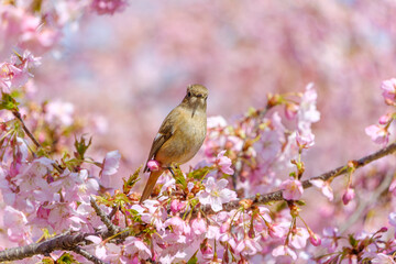 日本の春の満開の河津桜と枝に止まるジョウビタキのメス