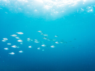 Obraz premium カンパチ, アジ科, Greater Amberjack, Seriola dumerili, キビナゴ, ニシン科, Silver-Stripe Round Herrings, Spratelloides gracilis, 他。 ヒリゾ浜南伊豆町中木 静岡県伊豆半島-2025 日本有数のシュノーケリングスポット。 夏の数カ月間だけ渡し船で行ける。 捕食するために狙っている。
