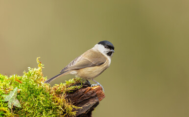 Marsh Tit, Scientific name: Poecile palustrus, Close up of a Marsh Tit, alert, perching on green mossy log and facing right.  Clean background, space for copy.  Horizontal. © Moorland Roamer