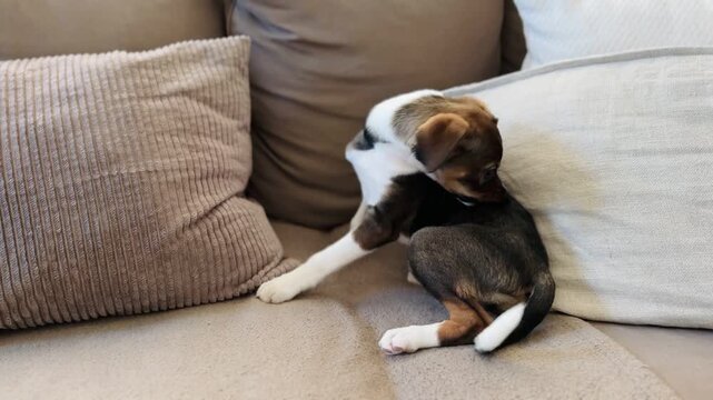 Adorable Tricolor Puppy Scratching Itself on Sofa Indoor Pet Care Veterinary Health