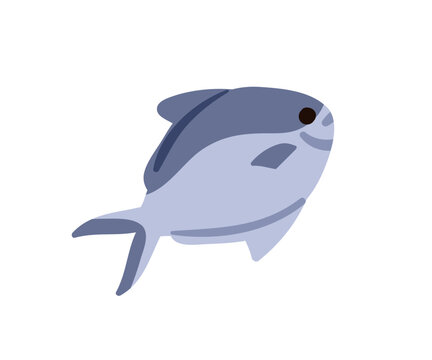 Pompano fish. Marine animal with fins. Fresh uncooked seafood. Trachinotus, healthy sea food. Atlantic ocean underwater fauna. Flat vector illustration isolated on white background