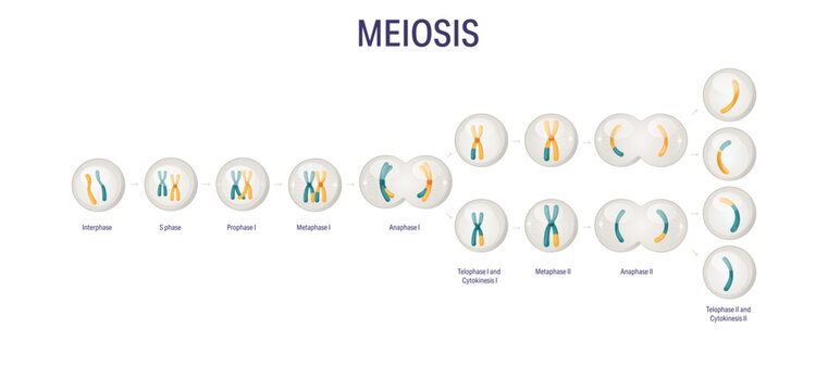 Meiosis stages diagram without labels for biology textbooks and medical education, detailed scientific illustration of meiosis I and meiosis II showing chromosome pairing, separation and haploid cell