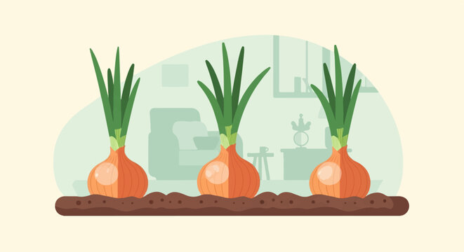 Three growing onions in soil with a faint indoor background