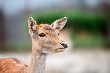 Fototapeta premium Deer portrait