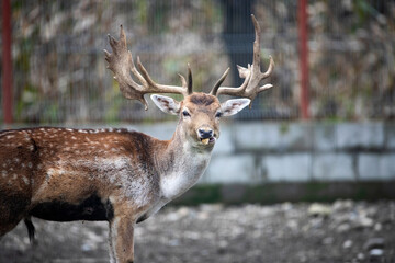 Obraz premium Male fallow deer (Dama dama) behind a fence