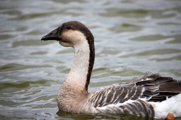 Obraz premium Long-necked geese.
