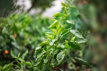 Obraz premium Pepper plants are versatile and commonly grown in gardens worldwide.