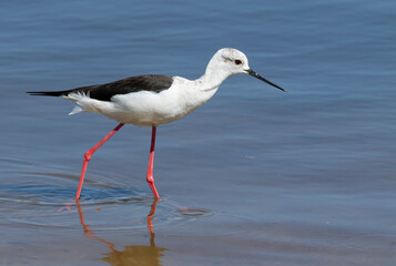 Black-winged stilt, Himantopus himantopus. A female bird walks along the shore, searching for food