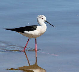 Obraz premium Black-winged stilt, Himantopus himantopus. A male bird walks along the riverbank