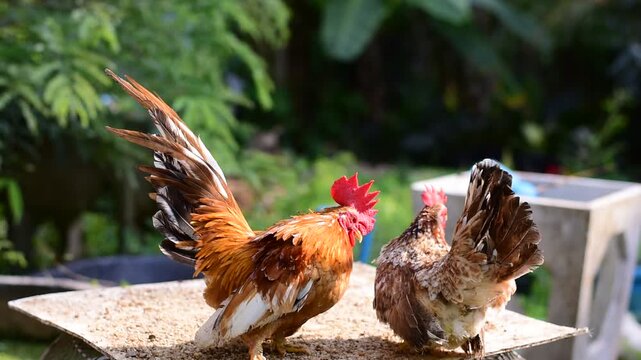 Bantam, Bantam Chicken,Red-headed bantam,Beautiful type of chicken