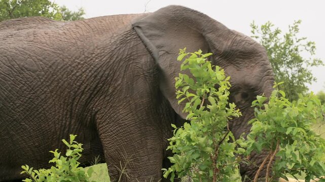 Wet African bush elephant with one tusk walks through flat light rain