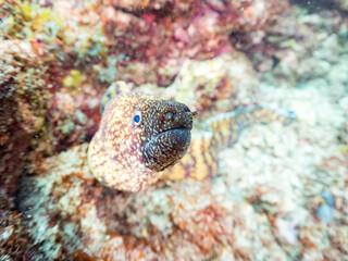 Fototapeta premium ウツボ, ウツボ科, Brutal Moray, Gymnothorax kidako, 他。 ヒリゾ浜南伊豆町中木 静岡県伊豆半島-2025 日本有数のシュノーケリングスポット。 夏の数カ月間だけ渡し船で行ける。 水質透明度魚影が素晴らしい。 