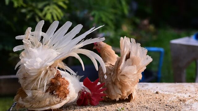 Bantam, Bantam Chicken,Red-headed bantam 