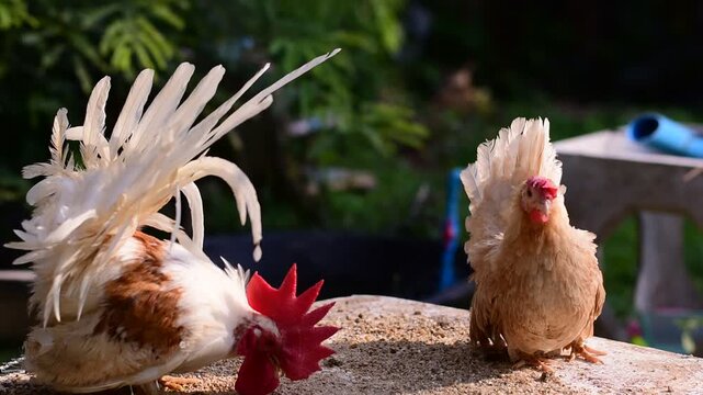 Bantam, Bantam Chicken,Red-headed bantam 