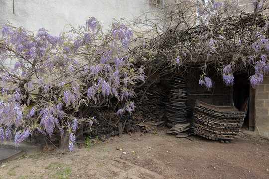 Wisteria blooming over traditional cooperage materials in Bouze les Beaune