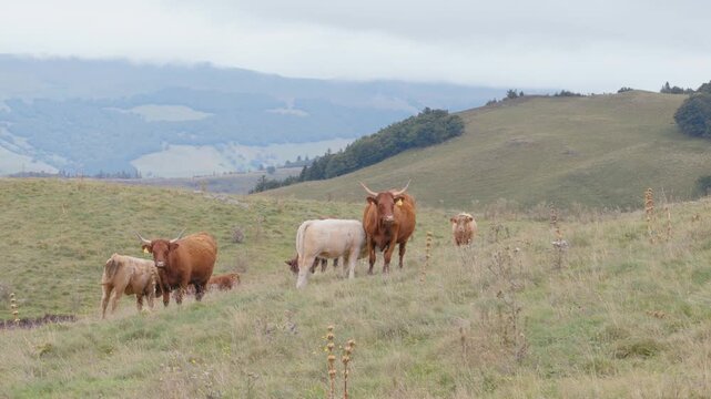 Herd of red Salers cows and one white cow walking across a green grassy hill in Cantal. Traditional French livestock farming in the Auvergne mountains landscape.