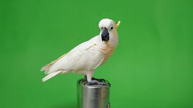 Stock Video of Sulphur crested Cockatoo Perched on Pole Against Green Screen Background