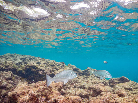 クロダイ, タイ科, 
Japanese Black Sea Bream, Acanthopagrus schlegelii,
他。
ヒリゾ浜南伊豆町中木
静岡県伊豆半島-2025
日本有数のシュノーケリングスポット。
夏の数カ月間だけ渡し船で行ける。
水質透明度魚影が素晴らしい。

