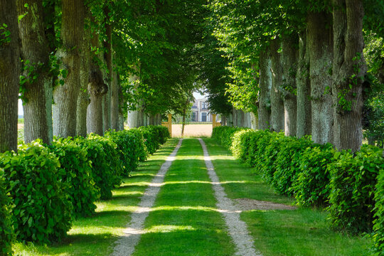 View on an avenue with trees and shadows in summer on the Martenastate estate in the Frisian village of Koarnjum or Cornjum in The Netherlands. 