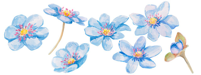 Obraz premium Blue forest flower. Delicate watercolor set of hepatica flowers in soft blue tones isolated on white, perfect for spring-themed designs. Ideal element for greeting cards, invitations, and home decor