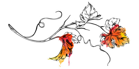 Botanical grape or squash vine with foliage, leaves and curled tendrils. Isolated illustration hand drawn in watercolor and ink for wedding menus, specialty labels, florist shop, vineyard promotion. © Elena