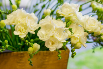 Obraz premium White freesia flowers blooming