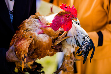 Hen Chicken Cock Birds Feather Domestic Kenya