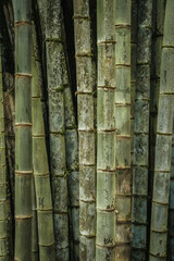 Fototapeta premium Natural Green Bamboo Forest Texture with Weathered Organic Details
