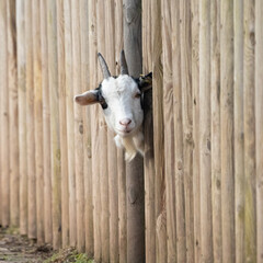 Playful goat illustrations perfect for logo inspiration, farm branding, or rustic decor. Ideal for lighthearted designs with a countryside feel.