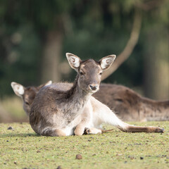 Ideal for wall art, logo inspiration or wildlife-themed tattoo design, this image of a young deer captures the grace and innocence of European woodland animals.