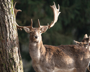 Elegant wildlife portrait of a male fallow deer in natural forest light. Ideal for wall art, nature-themed branding, boho decor or wildlife tattoo design.