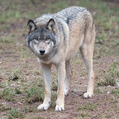 Image of a European wolf in natural surroundings, perfect for tattoo design, logo inspiration, wall art, or rustic branding projects with a focus on wildlife and symbolism.